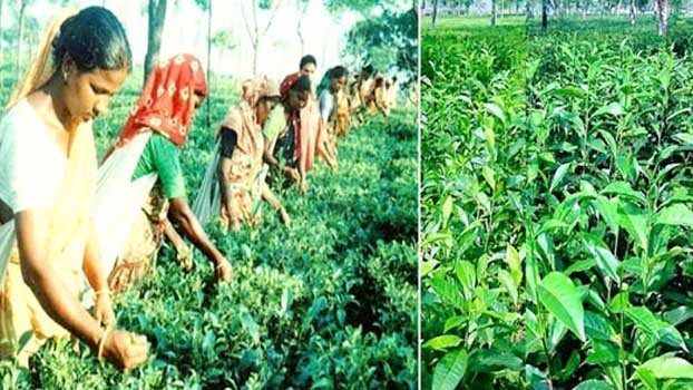 Booming tea sector changing economy in northern Bangladesh