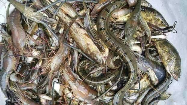 Return of near-gone fishes