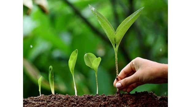 AL, associate bodies plant more than 1cr trees on Mujib Year