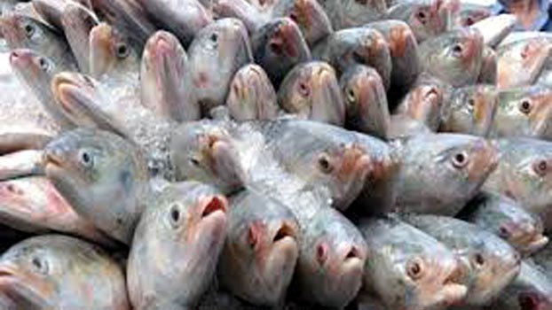 197.9 metric tons of hilsa exported to Kolkata 