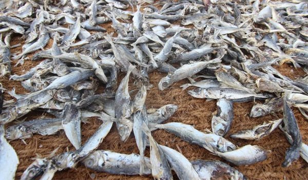 Kids at dried fish units diverted to schools as parents get aware