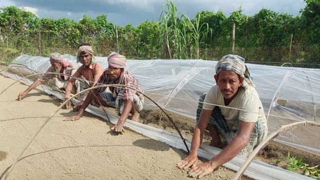 Ishwardi farmers busy farming winter vegetables