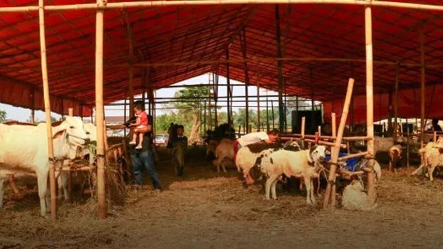 Coordinated efforts helped to run Eid cattle market amid pandemic