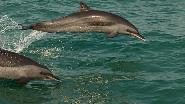 ‘Govt succeeds in conserving dolphins in Sundarbans’