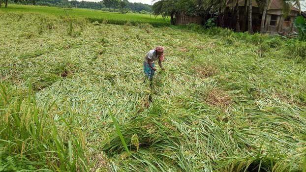 Untimely rain damages Aman plots in Jhenaidah