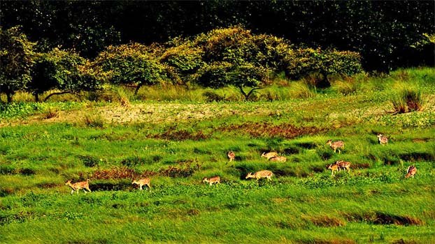 Sundarbans reopening to tourists after 7 months
