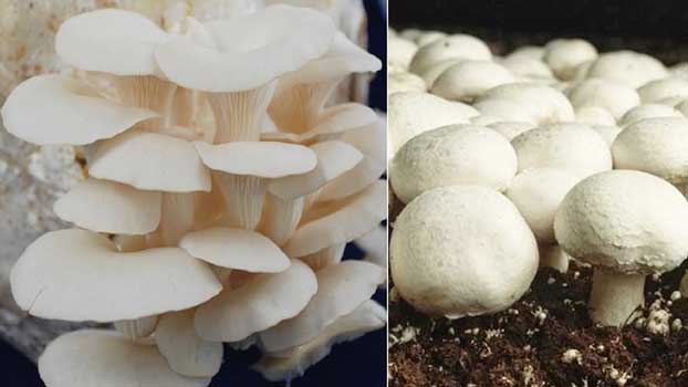 Mushroom farming prospects bright - Bangladesh Post