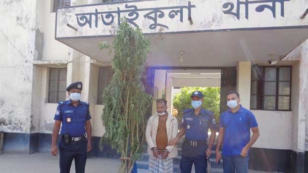 Drug dealer arrested with cannabis plant