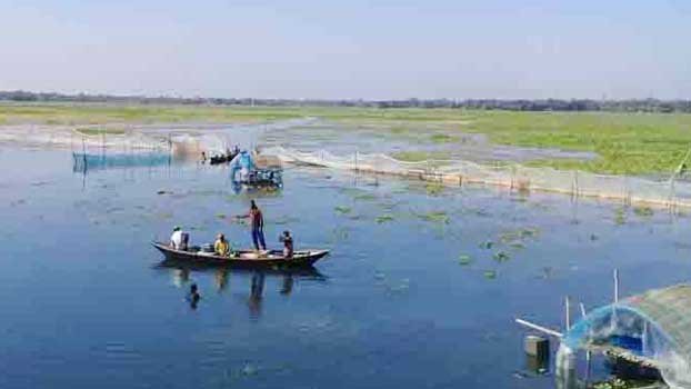 Halti Beel infested with water hyacinth