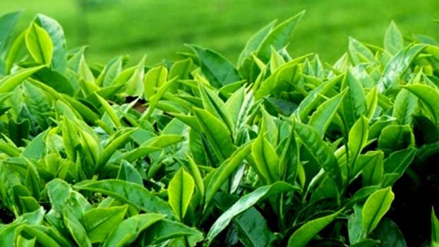 ‘Govt to expand tea cultivation in CHT’