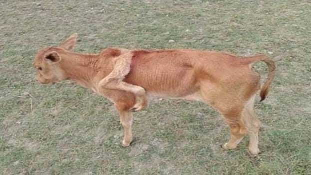 Fivelegged calf grazing normally Bangladesh Post