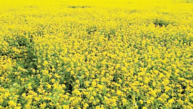 Bumper mustard yield  expected in Kishoreganj