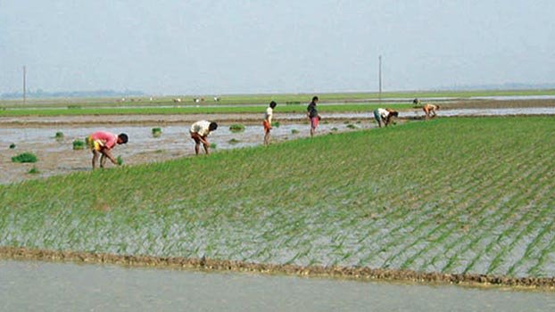 Boro farming begins in Haor