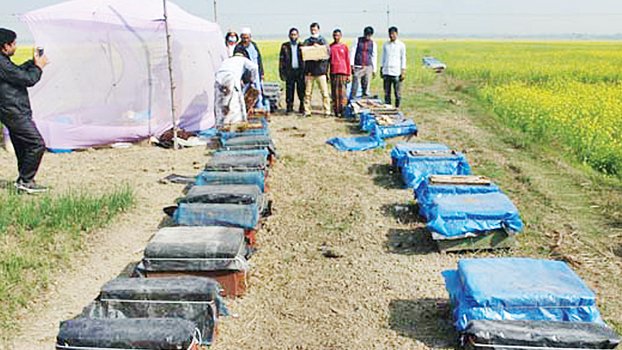 Apiculture cheers Barind honey-hunters