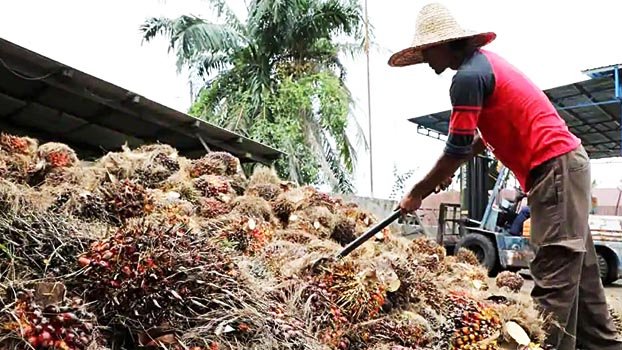 US bans 2nd Malaysian palm oil giant over forced labour