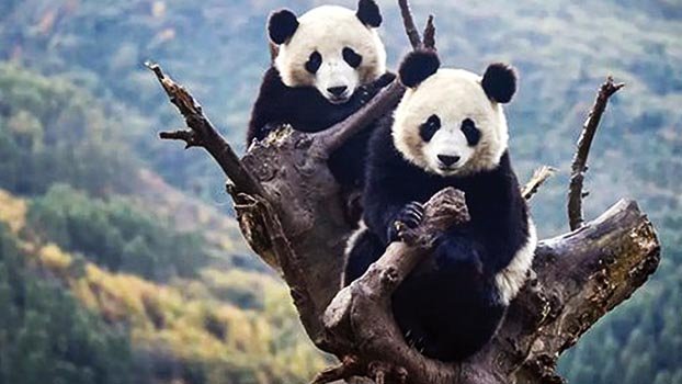 World’s captive panda population now 633