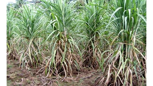 Farmers selling sugarcane to govt peacefully