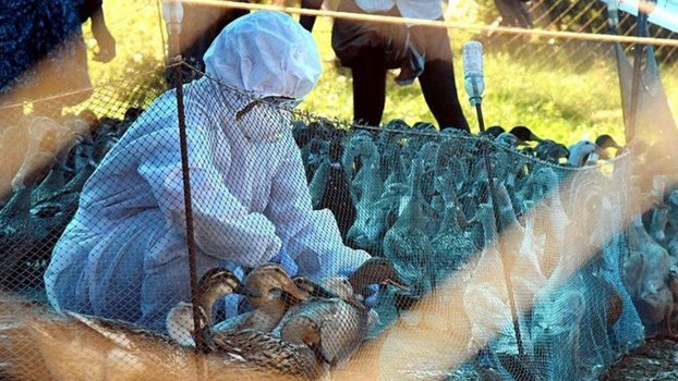 Bird flu: India to cull poultry amid fears of virus