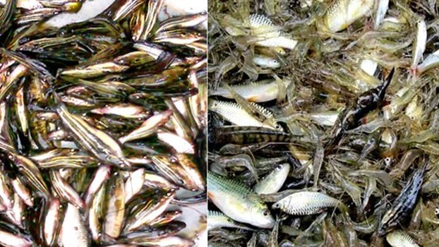 Local fish species plenty in winter