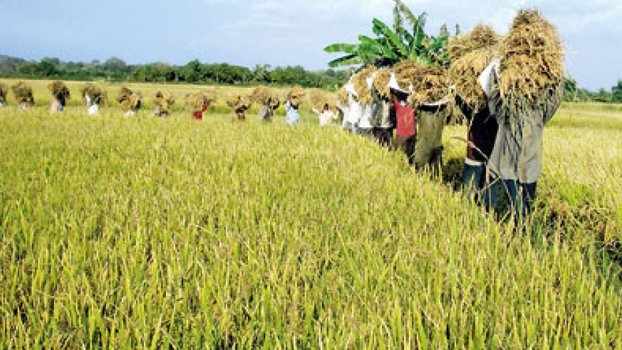 Paddy production target soars 