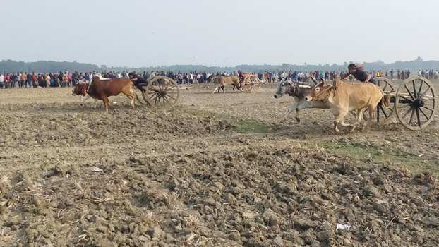 Thousands throng to enjoy  bullock cart race 