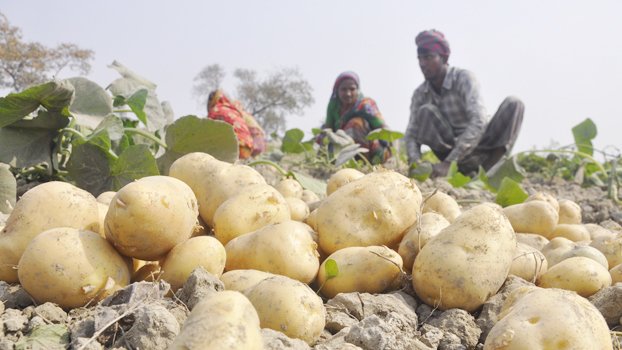 Farmers happy with yield of early-variety potato