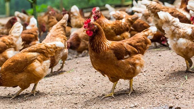 Take precautions to prevent bird flu 
