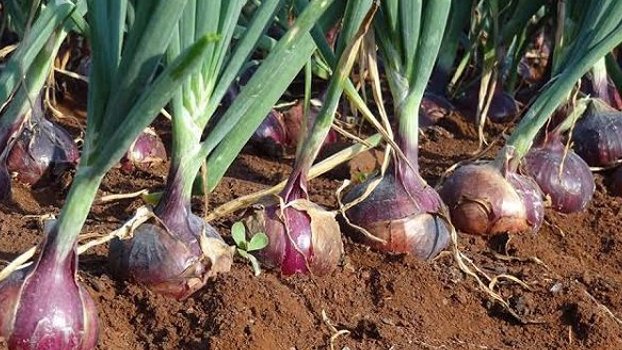 Extensive plan taken for onion farming in Kishoreganj