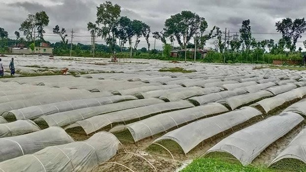 A village of seedlings