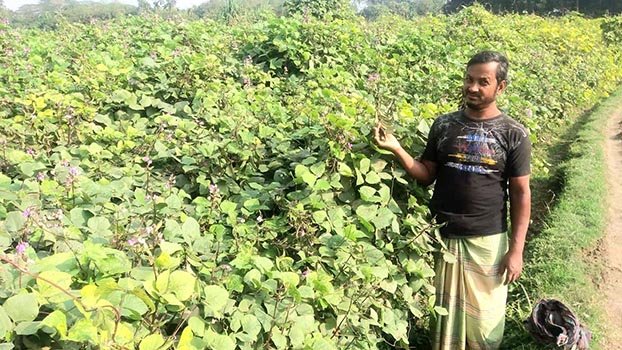 Bumper bean production brings smiles to Kishoreganj farmers