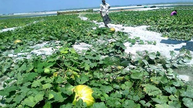 Char people reaping profits from pumpkin cultivation