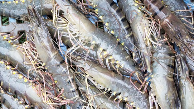 Shrimp farming prospect bright in Rajshahi
