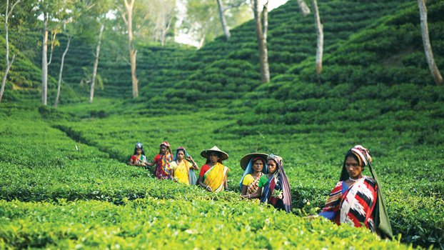 Record 10.30-mn kg of made-tea output in northern districts