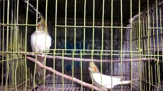 Wild animals, birds being sold in Kishoreganj - Bangladesh Post