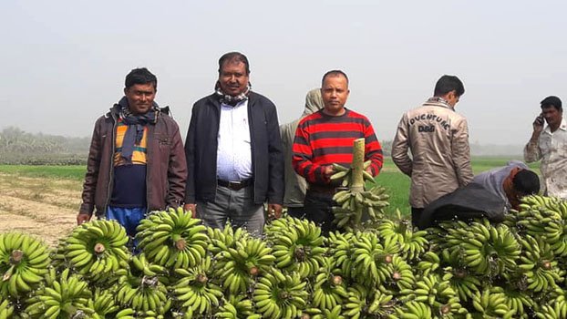 Farmers benefiting from high-yield variety of banana in Ishwardi