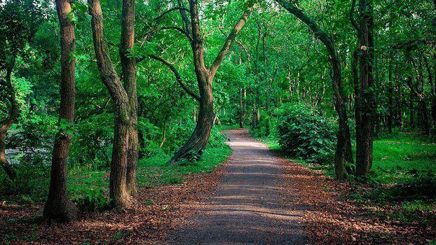Stern measures to halt forest grabbing on