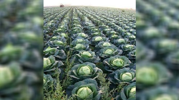 Vegetables export remarkably up