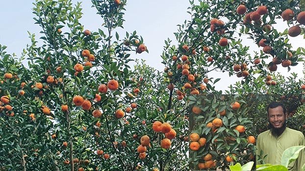 Tale of an orange farmer