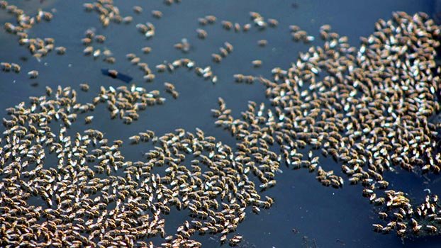 Mosquito menace out of control 