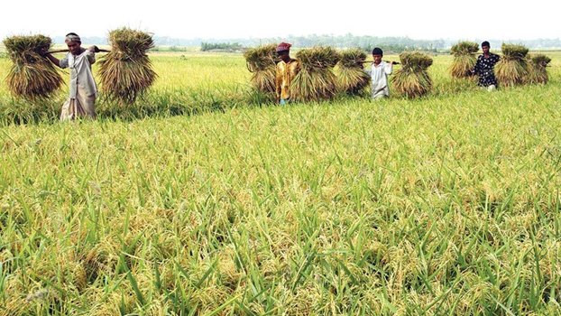 Good Boro harvest to cut rice price
