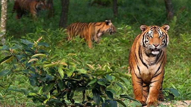 No entry of tourists to Sundarbans until Apr 15