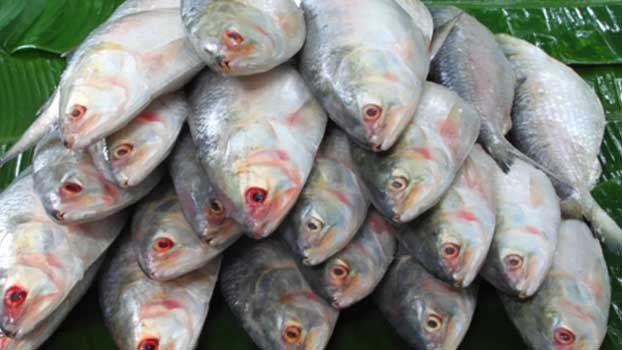 Govt taking all-out measures to increase Hilsa production
