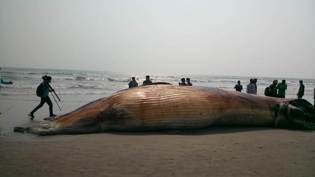 Giant dead blue whale on Himchhari beach - Bangladesh Post