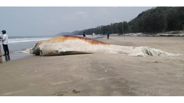 Death of two whales manifests sea pollution level - Bangladesh Post