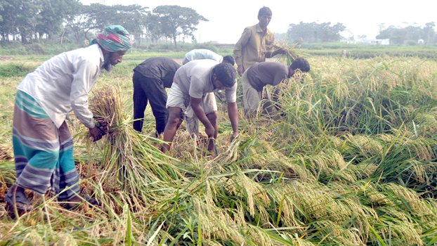Boro bumper delights farmers