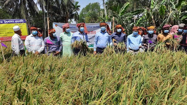 Boro harvesting starts in Jhenaidah village