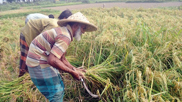 Well-done boro harvesting  will add to food security