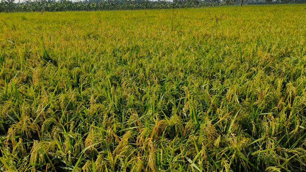 Labour crisis in lockdown  worries Jibannagar farmers