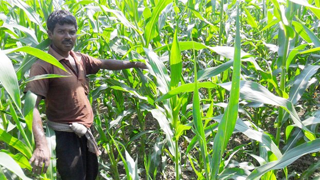 Record maize yield likely in Jibannagar