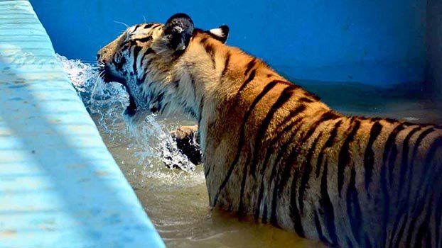 Animals struggle to cope with sizzling heat 